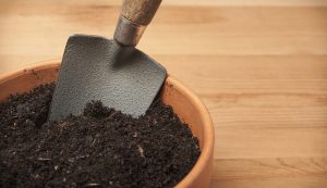 Soil for Growing Organic
