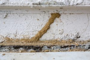 4 Signs That You're Dealing With A Termite Infestation
