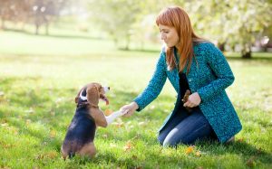 How To Train Your Dog To Behave Well In Front Of Guests?