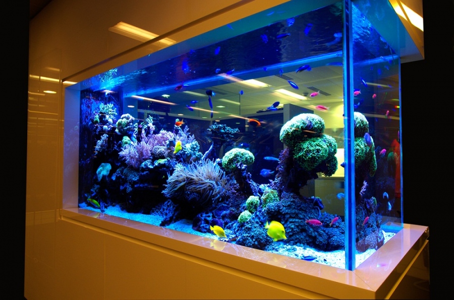 The Beginners Guide To Preparing Your Fish Tank For Those Slippery Pets